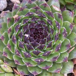 Sempervivum - Dachwurz - Hauswurz